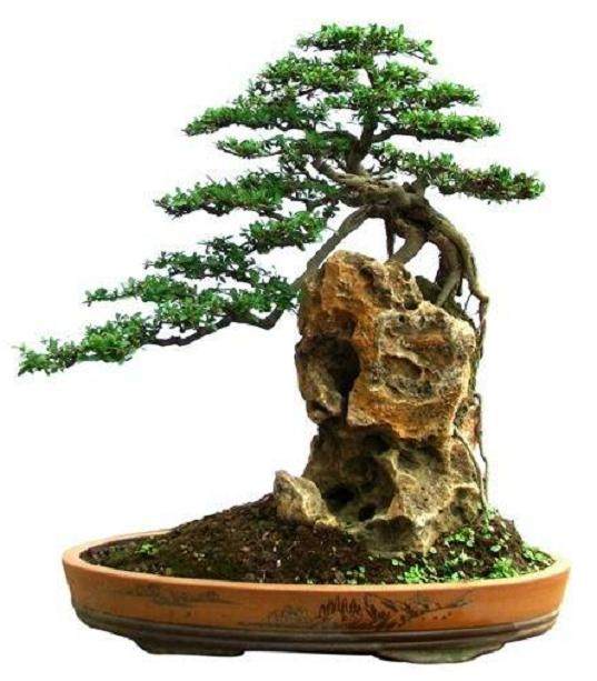 榕树盆栽枝条的创作