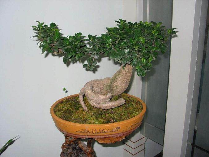 榕树盆栽的树干培养