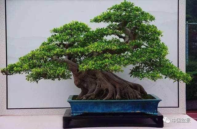 榕树盆栽的半成品栽培法