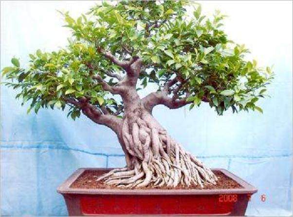 如何给附石榕树盆景修剪枝叶？