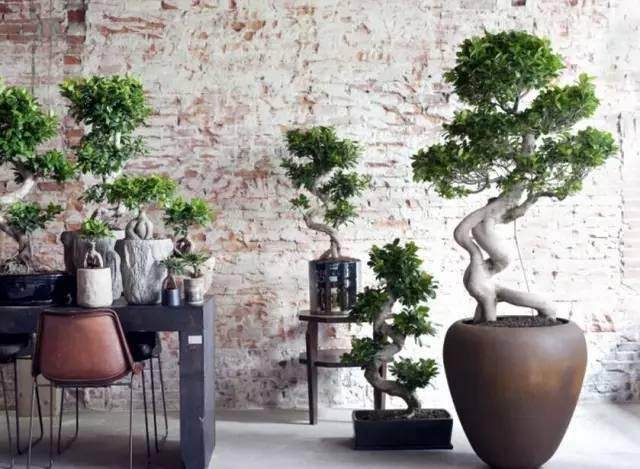 榕树盆景原来这么养 掌握细节再也难不到您!