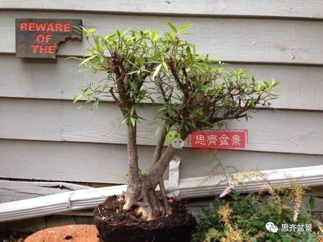 矮霸榕树盆景