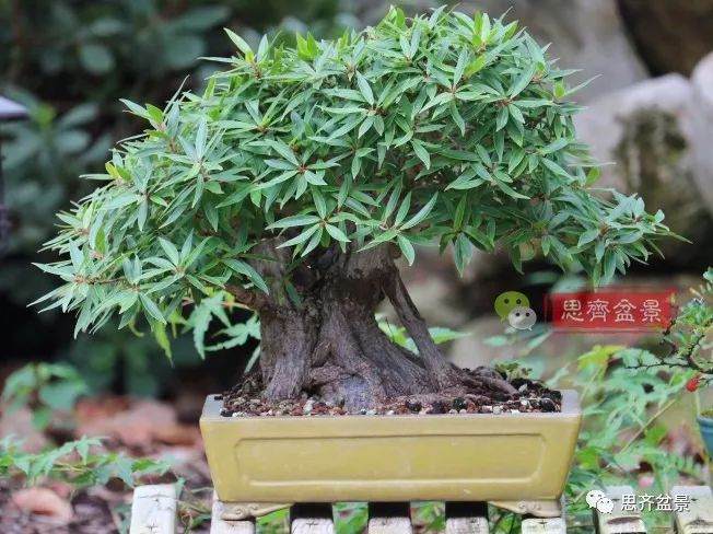 矮霸榕树盆景