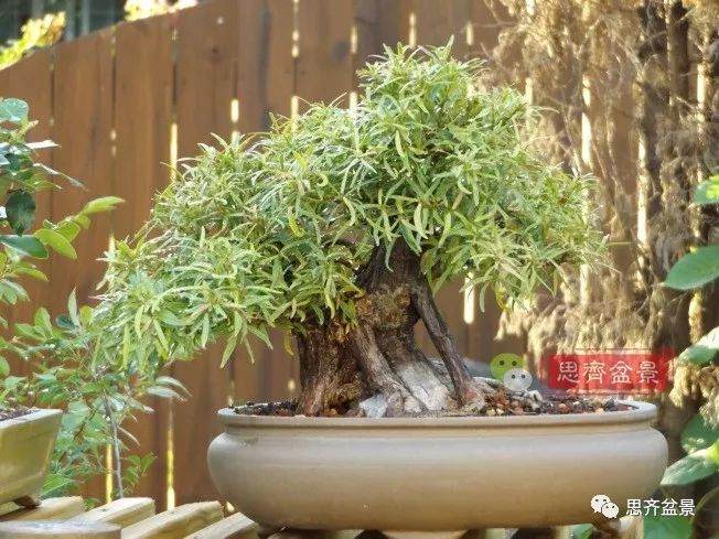矮霸榕树盆景