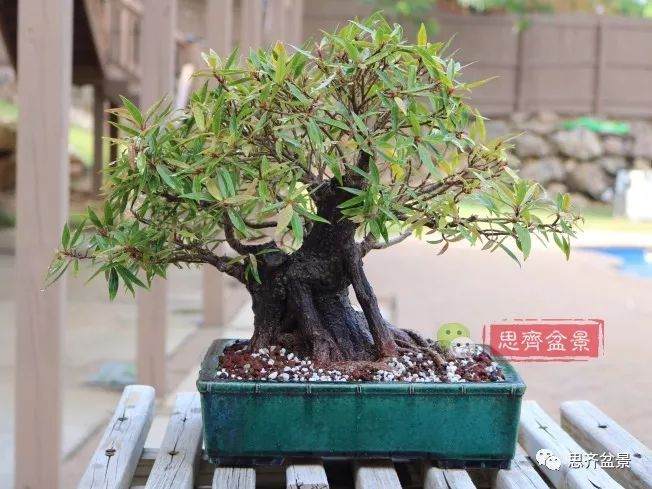 矮霸榕树盆景