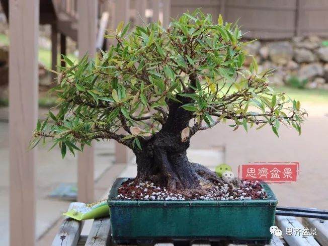 矮霸榕树盆景