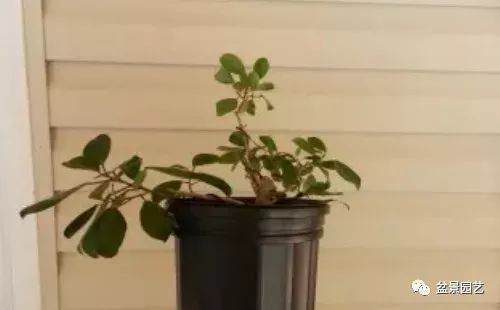 图解 榕树扦插多久生根 怎么扦插的方法