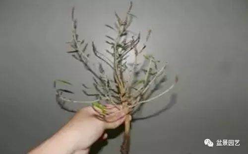 图解 榕树扦插多久生根 怎么扦插的方法