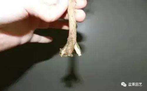 图解 榕树扦插多久生根 怎么扦插的方法