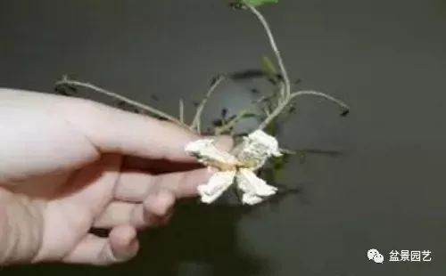 图解 榕树扦插多久生根 怎么扦插的方法