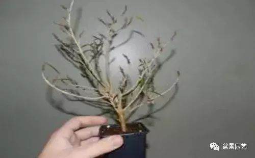 图解 榕树扦插多久生根 怎么扦插的方法