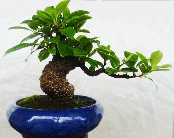 榕树盆栽的叶子发黄怎么办?