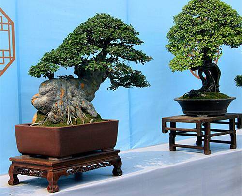 榕树盆景制作全解 学好了 你也能拥有一盆!