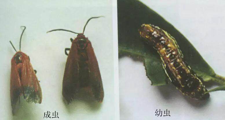 榕树盆景常见虫害的辨识及防治