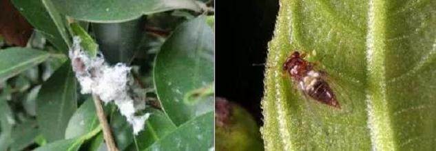 榕树盆景常见虫害的辨识及防治