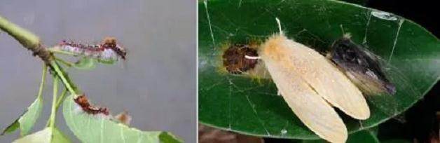 榕树盆景常见虫害的辨识及防治