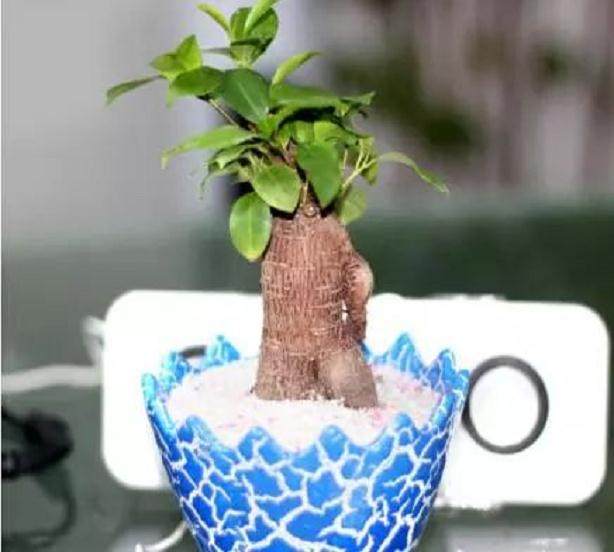 榕树盆栽的常见问题及注意事项