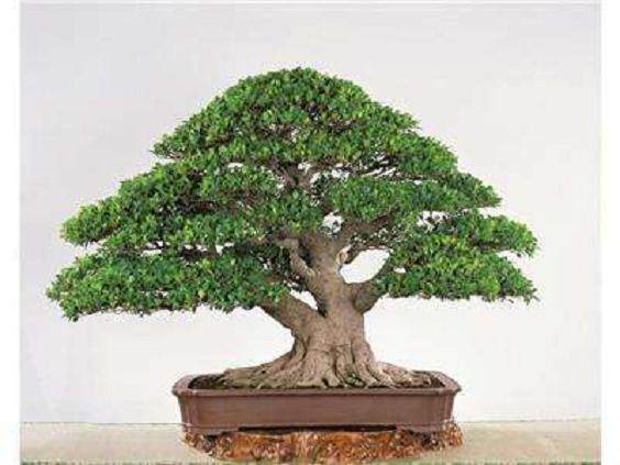 榕树盆栽的品种及养护技巧