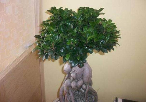 榕树盆景养殖方法和注意事项