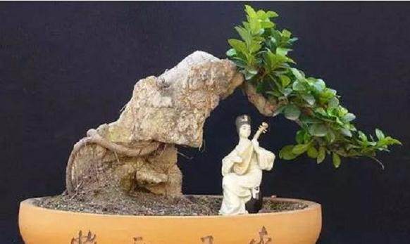 榕树盆景的浇水养护