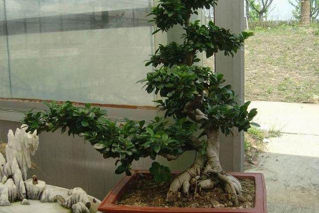 大榕树盆栽课∣花在心间绽放