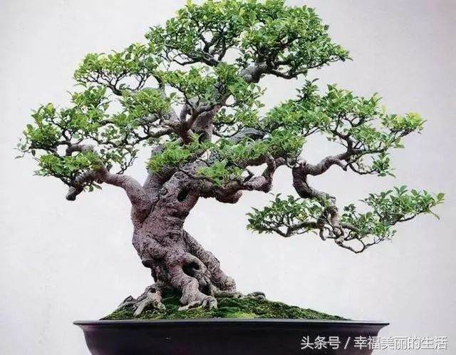 榕树盆景的修剪以及浇水技巧