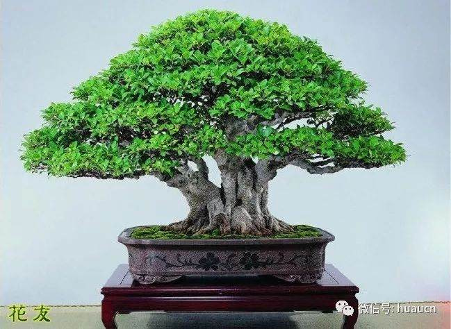 榕树盆景的用盆有讲究
