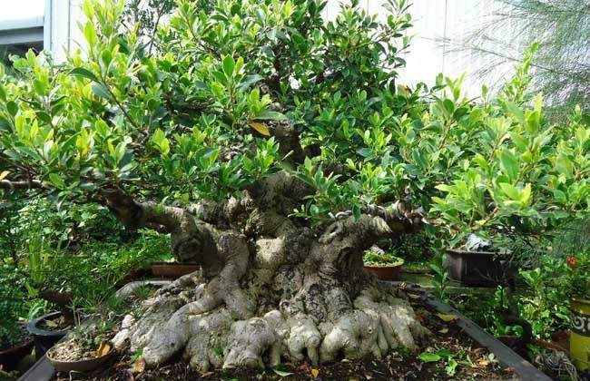 榕树盆景的养护和管理