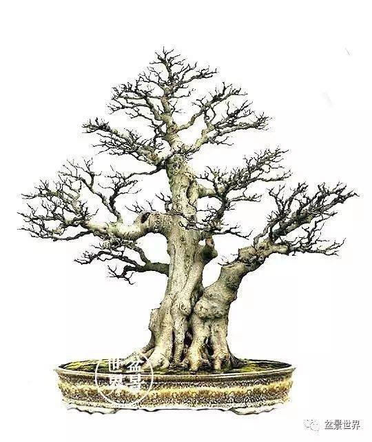 她在东北玩榕树盆景 玩出新境界