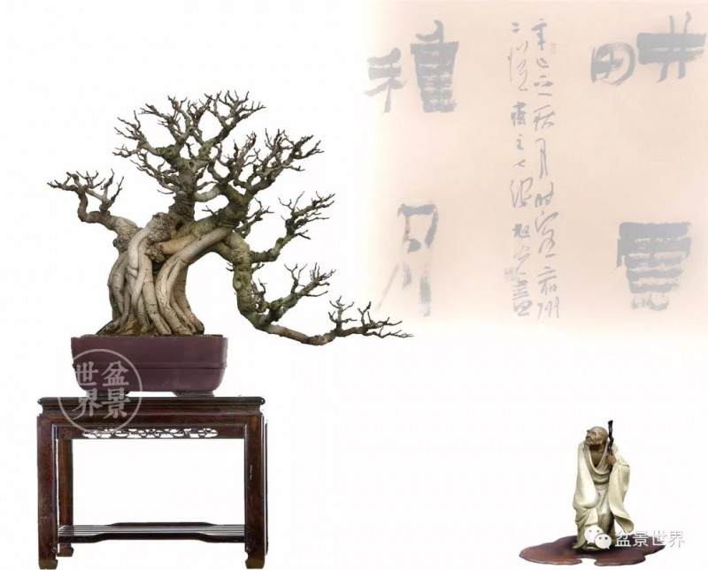 她在东北玩榕树盆景 玩出新境界