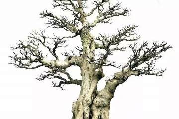 她在东北玩榕树盆景 玩出新境界