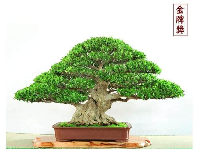 榕树盆景老掉叶子怎么办?