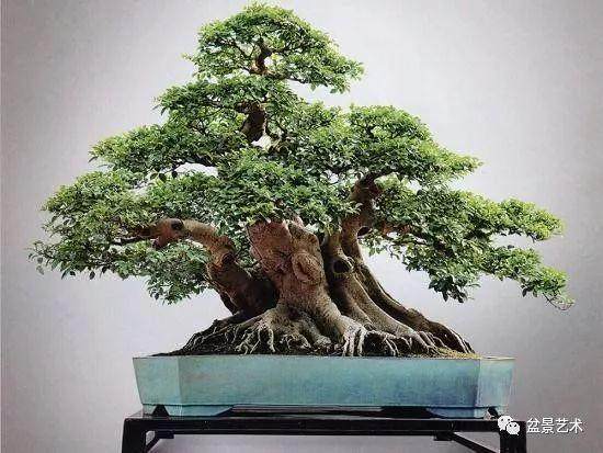 榕树盆景多久修剪一次？