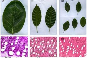 研究揭示榕树盆景枝条 叶片异速生长模式