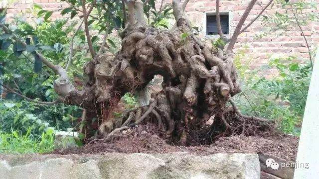 漫谈榕树盆景的可塑性