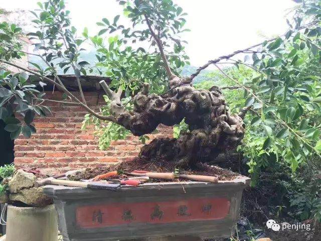 漫谈榕树盆景的可塑性