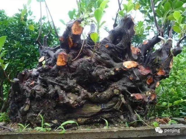 榕树盆景怎么改造设计的方法 图片