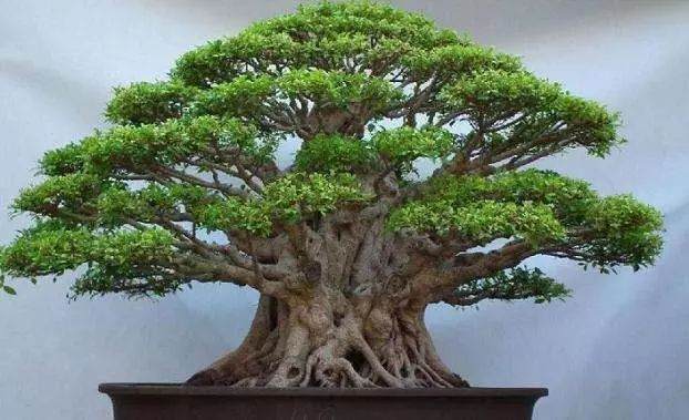 榕树盆景摆放对风水有哪些的影响?
