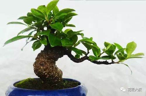 盆栽榕树冬天会冻死吗 盆栽榕树冬天怎么养?