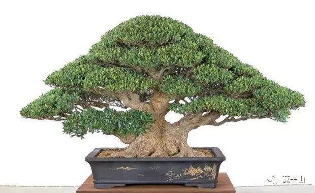 养殖榕树盆景的水培方法