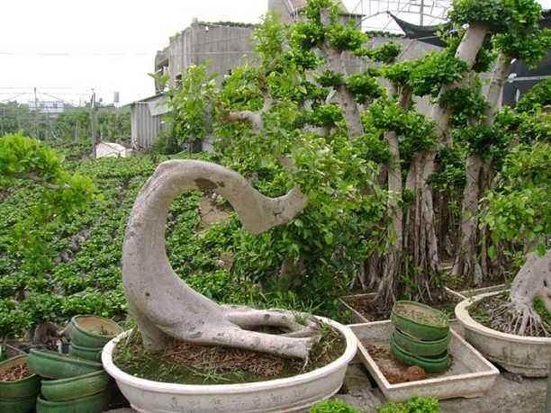 榕树盆景的最好繁殖时间