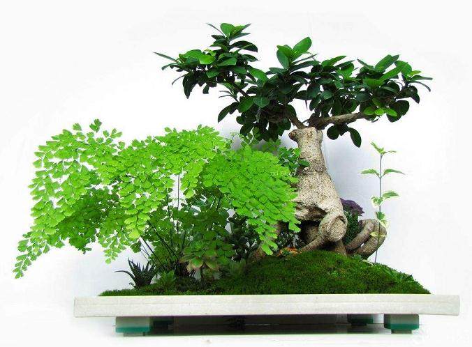 榕树盆景叶子发黑是什么原因 怎么办?