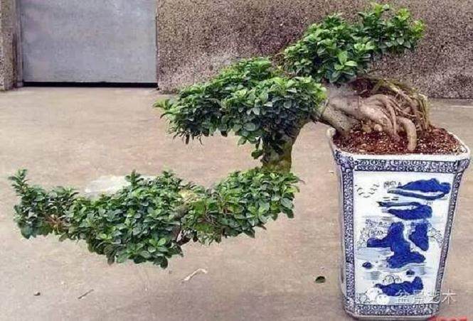 悬崖榕树盆景的制作技巧