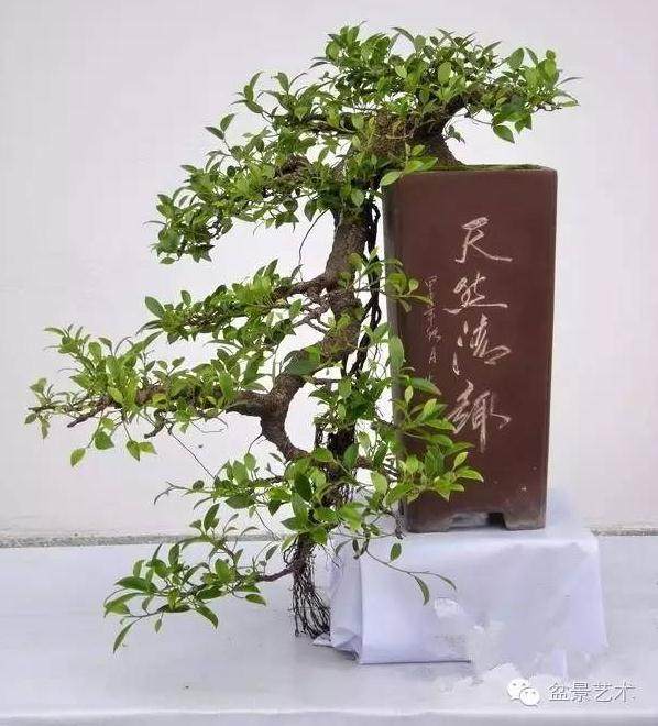 悬崖榕树盆景的制作技巧