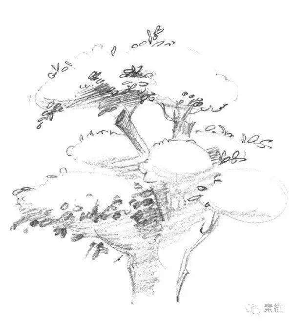 素描一棵榕树盆景的绘画技法