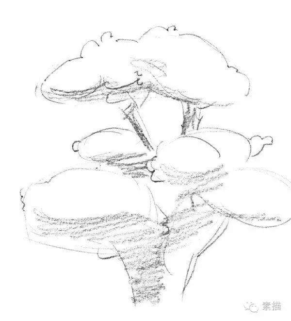 素描一棵榕树盆景的绘画技法