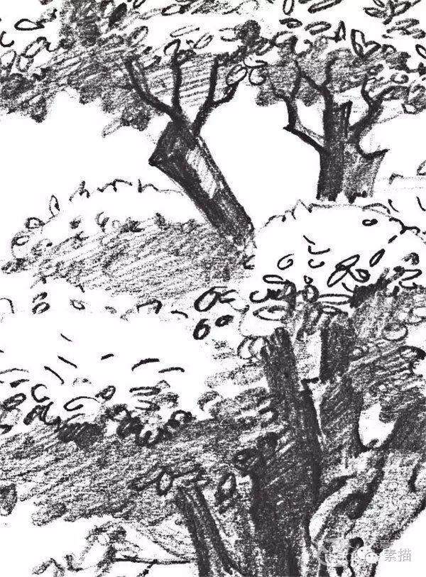 素描一棵榕树盆景的绘画技法