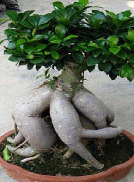 家庭的所有榕树盆栽 你更喜欢哪一种?