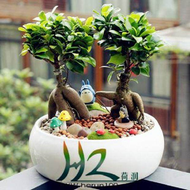 家庭的所有榕树盆栽 你更喜欢哪一种?