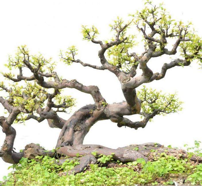 家庭的所有榕树盆栽 你更喜欢哪一种?